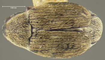 Media type: image;   Entomology 8209 Aspect: habitus dorsal view